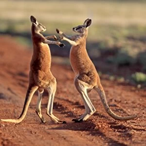 Red Kangaroo (Macropus rufus) two adult males, fighting on dirt track, Sturt N. P. New South Wales, Australia