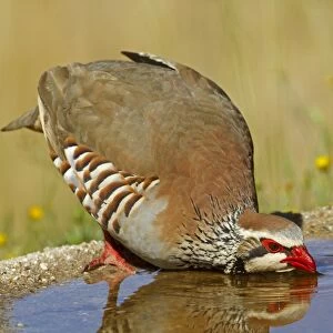 Red-legged Partridge (Alectoris rufa) adult, drinking from pool, Spain, june