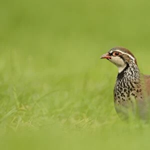 Red-legged Partridge (Alectoris rufa) adult, standing in grass, Oxfordshire, England, September