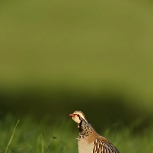 Red-legged Partridge (Alectoris rufa) adult, calling, standing in field, Warwickshire, England, June