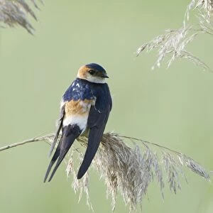 Red-rumped Swallow (Hirundo daurica) adult, perched on reed seedhead, Lesvos, Greece, may