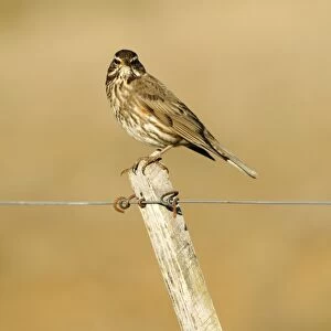 Redwing (Turdus iliacus) adult, perched on fencepost, Iceland, June