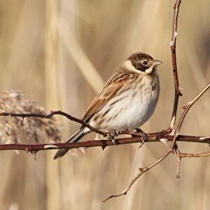 Reed Bunting (Emberiza schoeniclus) adult male, winter plumage, perched on rose stem in reedbed, Midlands, England, january