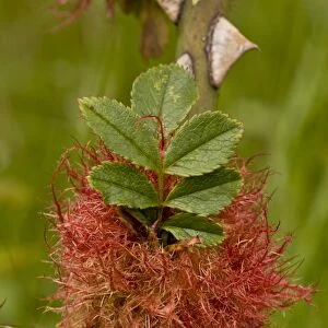 Robins Pincushion (Diplolepis rosae) gall, on rose stem, Dorset, England, July