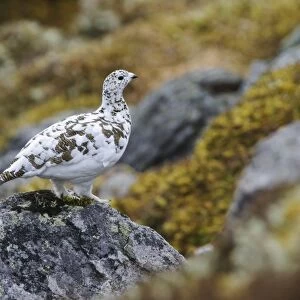 Rock Ptarmigan (Lagopus mutus) adult female, spring transitional plumage, standing on rock high up mountain