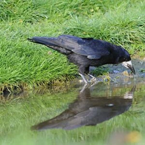 Rook (Corvus frugilegus) adult, drinking, Oxfordshire, England, april
