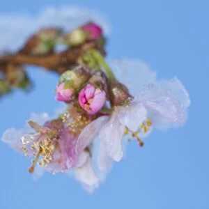 Rosebud Cherry (Prunus x subhirtella) Autumnalis Rosea, close-up of flowers with snow, growing in garden, Powys, Wales