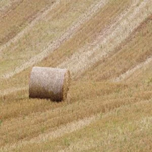 Round straw bale in stubble field, Berwickshire, Scottish Borders, Scotland, October