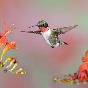 Ruby-throated Hummingbird (Archilochus colubris) adult male, in flight, feeding at lucifer flowers, U. S. A