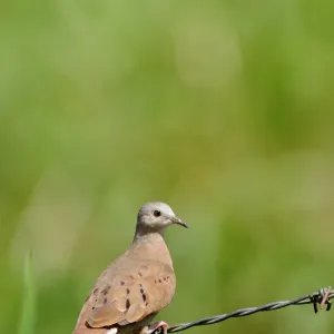 Pigeons Collection: Ruddy Pigeon