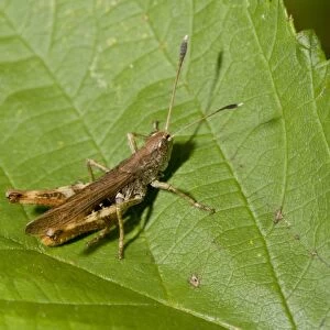 Rufous Grasshopper (Gomphocerippus rufus) adult male, resting on leaf, France, August