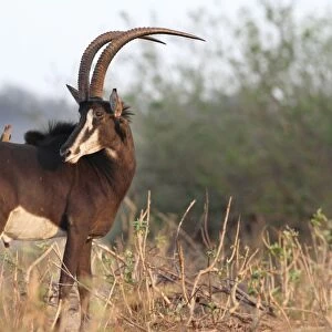 Sable Antelope (Hippotragus niger) adult male, with Red-billed Oxpeckers (Buphagus erythrorhynchus), standing amongst vegetation, Chobe N. P. Botswana