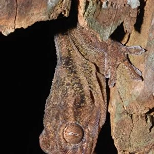 Sakalava Velvet Gecko (Blaesodactylus sakalava) adult, close-up of head, sheltering inside decaying log in spiny forest, Zombitse N. P. Southern Madagascar, august