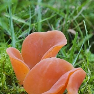 Salmon Salad Fungus (Guepinia helvelloides) fruiting bodies, growing at edge of grassy footpath, Clumber Park
