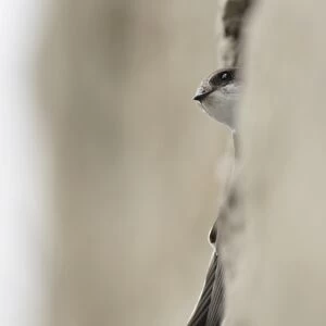 Sand Martin (Riparia riparia) adult, at nesting burrow in artificial sandstone wall nestsite, West Yorkshire, England