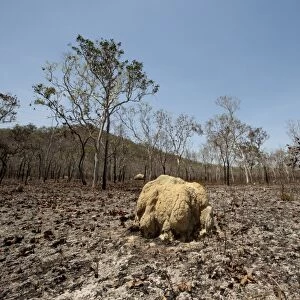 Scorched woodland habitat and termite mounds after bush fire, near Cairns, Queensland, Australia