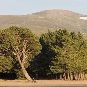 Scots Pine (Pinus sylvestris) forest habitat, growing at edge of freshwater loch, Loch Morlich