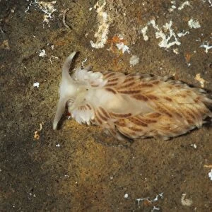 Seaslug (Aeolidiella alderi) adult, Kimmeridge, Isle of Purbeck, Dorset, England, March (captive)