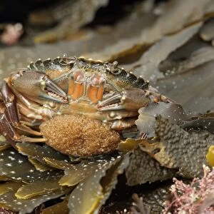 Shore Crab (Carcinus maenas) adult female, carrying eggs beneath abdomen, Kimmeridge, Isle of Purbeck, Dorset, England