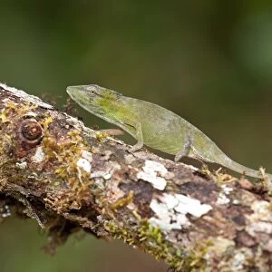 Short-nosed Chameleon (Calumma gastrotaenia) adult female, walking along branch, Ranomafana N. P. Madagascar, September
