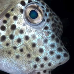 Shortnose Boxfish (Rhynchostracion nasus) juvenile, close-up of head, Lembeh Straits, Sulawesi, Sunda Islands