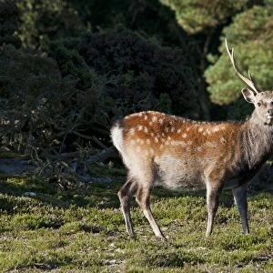 Sika Deer (Cervus nippon) introduced species, stag, standing on heathland, Arne RSPB Reserve, Dorset, England, august