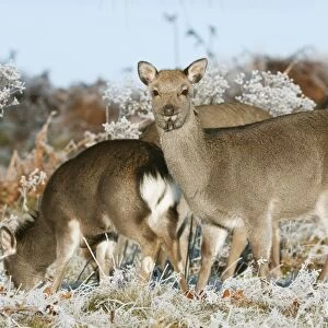 Sika Deer (Cervus nippon) introduced species, hinds, winter coat, group feeding on frosty grass, Kent, England, January