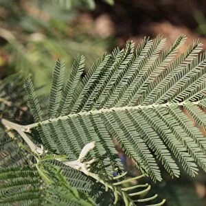 Silver Wattle (Acacia dealbata) close-up of leaves with pinnate leaflets, growing in garden, Bembridge, Isle of Wight