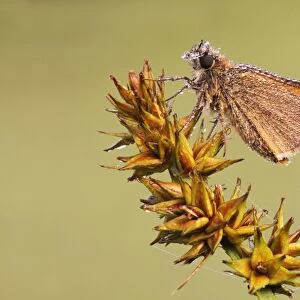 Small Skipper (Thymelicus sylvestris) adult, covered in dew, resting on seedhead in early morning, Leicestershire