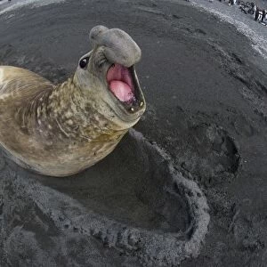 Southern Elephant-seal (Mirounga leonina) adult male, showing territorial aggression towards rival male on beach, St