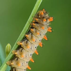 Southern Festoon (Zerynthia polyxena) caterpillar, resting on stem, Italy, June