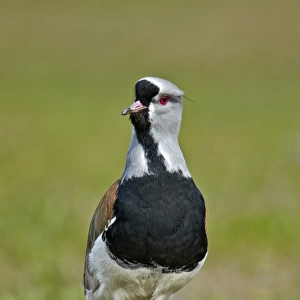 Southern Lapwing (Vanellus chilensis) adult, standing, Torres del Paine N. P. Southern Patagonia, Chile, November