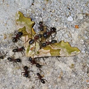 Southern Wood Ant (Formica rufa) adults, group killing Lime Hawkmoth (Mimas tiliae) prey, Cannobina Valley