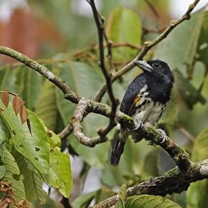 Spot-crowned Barbet (Capito maculicoronatus maculicoronatus) adult female, perched on branch, El Valle, Panama