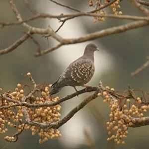 Pigeons Collection: Spot Winged Pigeon