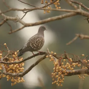 Pigeons Collection: Spot Winged Pigeon