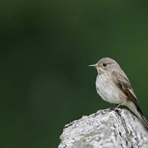 Spotted Flycatcher (Muscicapa striata) adult, perched on gravestone, Warwickshire, England, june