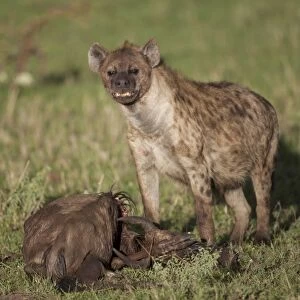Spotted Hyena (Crocuta crocuta) adult, feeding scavenging at Blue Wildebeest (Connochaetus taurinus) carcass, Serengeti N. P. Tanzania, november