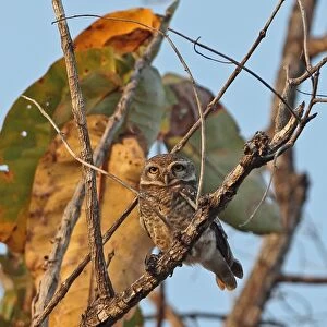 Spotted Owlet (Athene brama pulchra) adult, perched on branch, Tmatboey, Cambodia, January