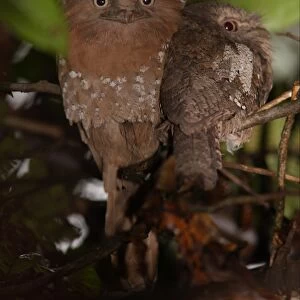 Frogmouths Collection: Sri Lanka Frogmouth