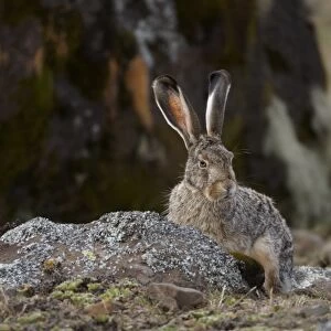 Starcks Hare (Lepus starcki) adult, sitting in afro-alpine moorland, Bale Mountains, Oromia, Ethiopia