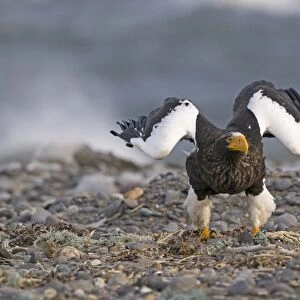 Steller's Sea-eagle (Haliaeetus pelagicus) adult, taking off from beach, Shiretoko Peninsula, Hokkaido, Japan, winter