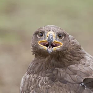 Steppe Eagle (Aquila nipalensis) adult, calling, close-up of head and back (captive)