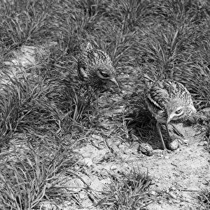 Stone Curlew change over at nest with newly hatched young - Minsmere Suffolk 1950