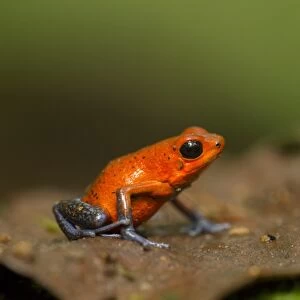 Strawberry Poison Dart Frog (Oophaga pumilio) adult, sitting on ground in leaf litter, Costa Rica, March
