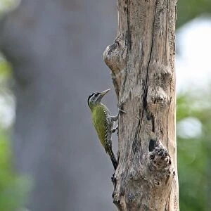 Woodpeckers Collection: Streak Throated Woodpecker