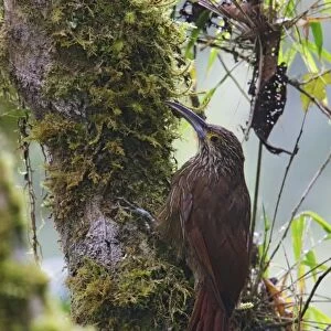 Strong-billed Woodcreeper (Xiphocolaptes promeropirhynchus) adult, foraging on branch, Guango, Andes, Napo Province