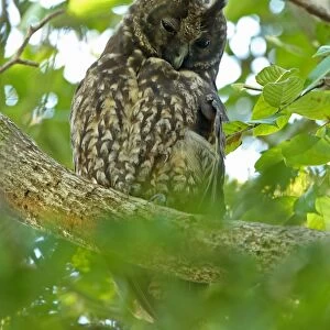 Stygian Owl (Asio stygius siguapa) adult, roosting in tree, Zapata Peninsula, Matanzas Province, Cuba, March