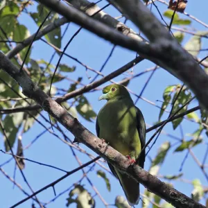 Pigeons Collection: Sumatran Green Pigeon