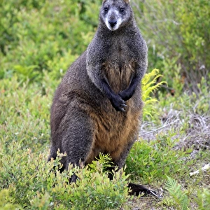 Swamp Wallaby (Wallabia bicolor) adult, standing amongst vegetation, Wilsons Promontory N. P